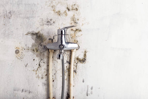 Best Mold Remediation  in Fruita, CO