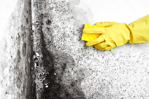 Mold Removal Process in Fruita, CO
