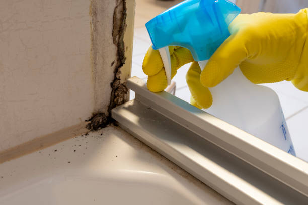 Best Crawl Space Mold Removal  in Fruita, CO