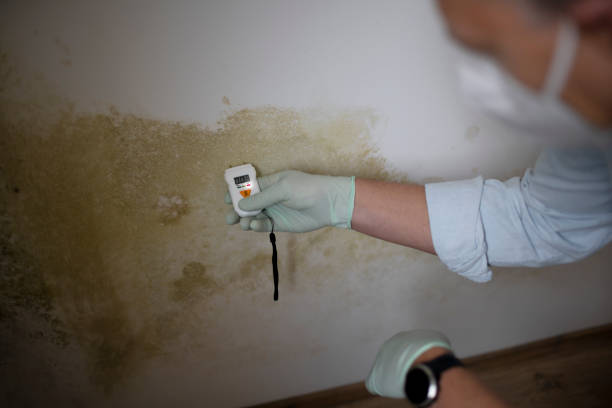 Best Commercial Mold Removal  in Fruita, CO