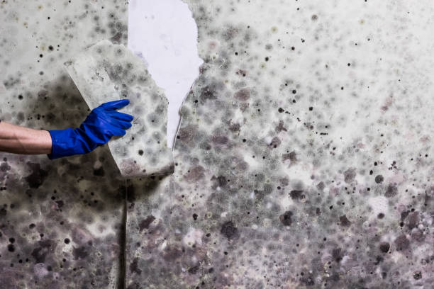 Best Toxic Mold Removal  in Fruita, CO